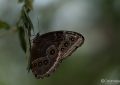 Day Butterfly Center