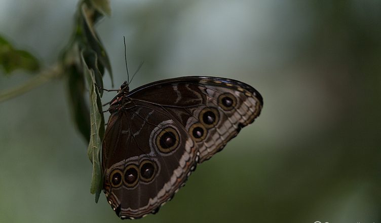 Day Butterfly Center