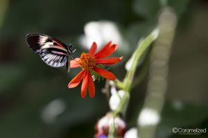 Butterfly World