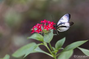 Butterfly World