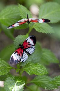 Butterfly World