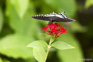 Butterfly World