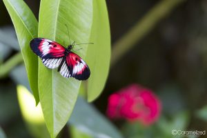 Butterfly World