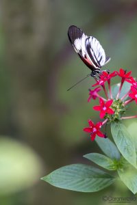 Butterfly World