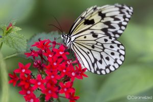 Butterfly World