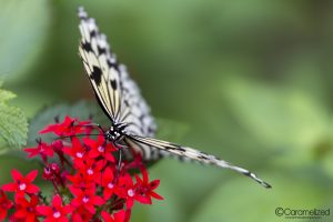 Butterfly World