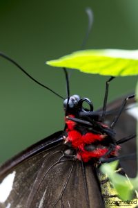 Butterfly World