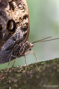 Butterfly World