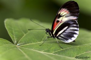 Butterfly World