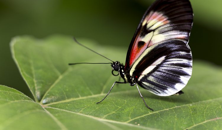 Butterfly World