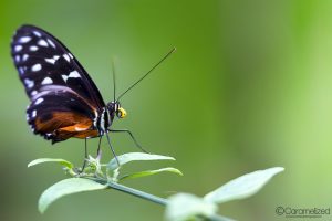 Butterfly World