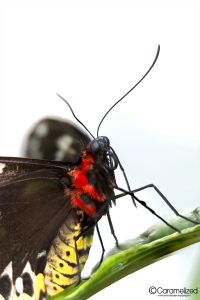 Butterfly World