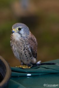 Connecticut Renaissance Faire 2018