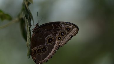 Day Butterfly Center