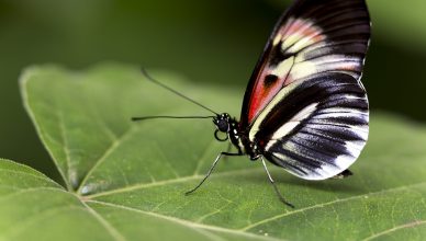 Butterfly World