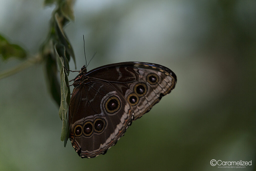 Blue Morpho Reception